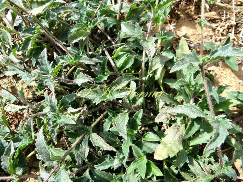  Plants